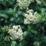 Escallonia Iveyi - Garden Express Australia